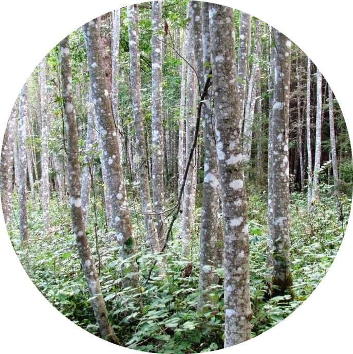 Lepametsa hektari hind